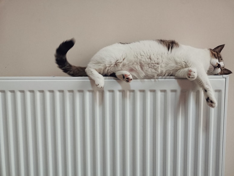 termosifone con gatto.jpg